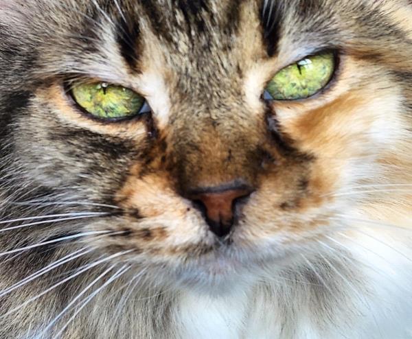 /Images/uploads/The Murphee and Sugar Angel Foundation/murpheeandsugar-pet-photo-contest-fundraiser/entries/27851thumb.jpg